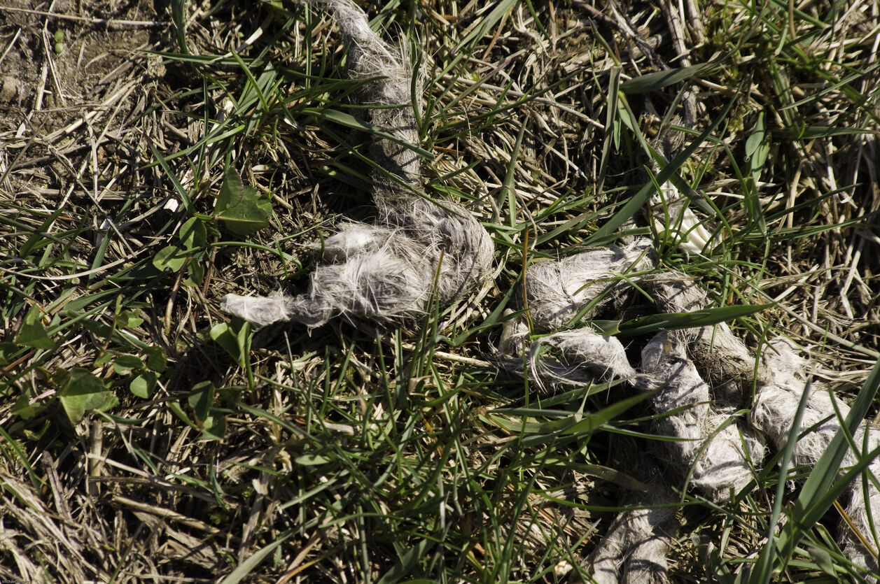 Coyote scat (Photo) Credit know1special (iStock)